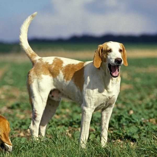 Dog Breeds that Start with A