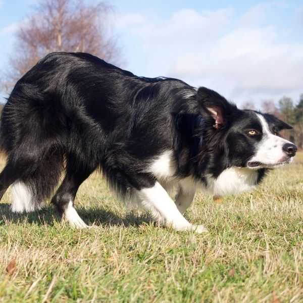 5 Best Herding Dog Breeds in the World Today - PETRAGE