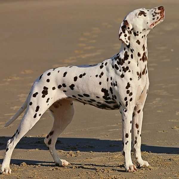 Dog Breeds That Start with D