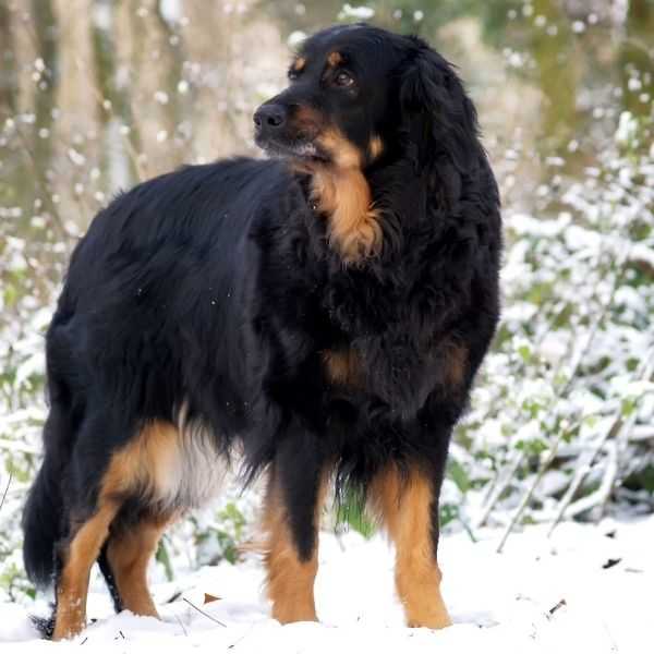 Dog Breeds that Start with H