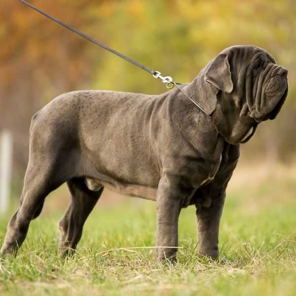 20 Most Intimidating Giant Purebred Dogs for Home Protection