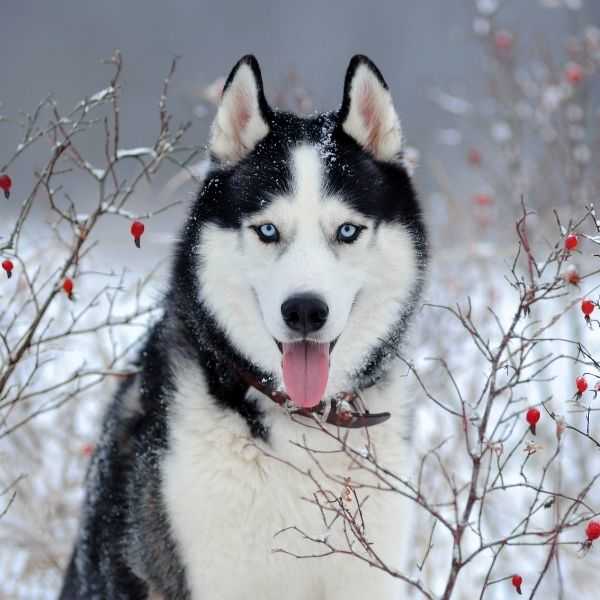 5 Best Sled Dog Breeds in the World Today - PETRAGE