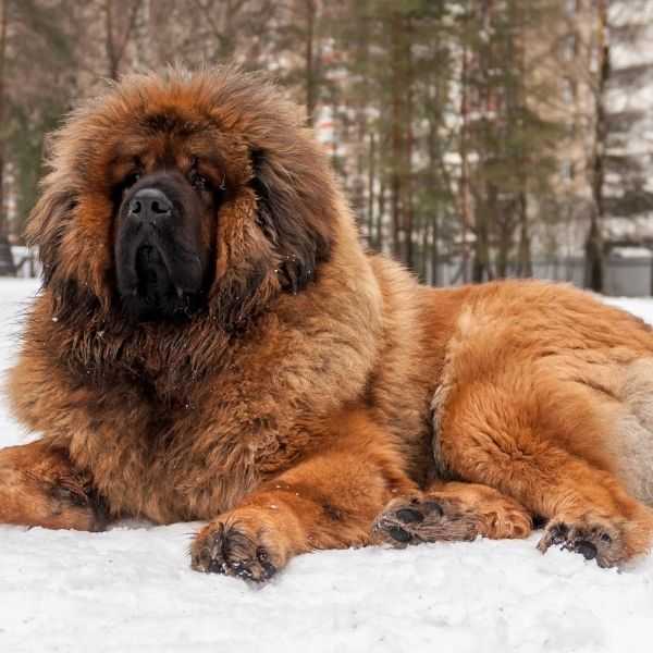 Dog Breeds that Start with T and V